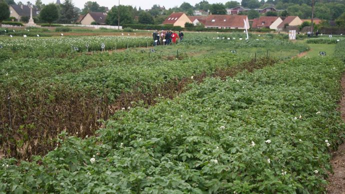 Pour faire face à une flore très variée, les associations de produits sont privilégiées. 